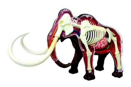 4D Model - Mamut