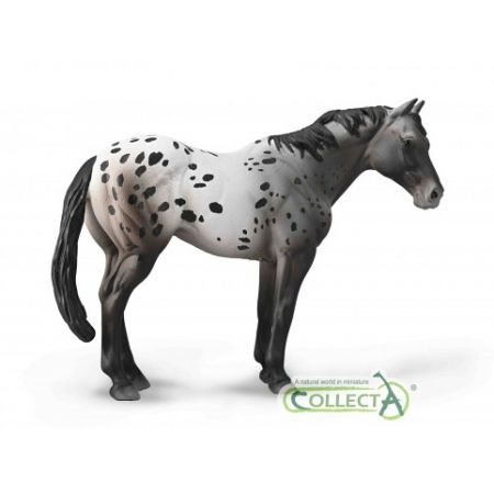 Appaloosa Blue grošák