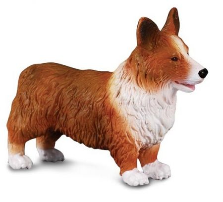 Welsh corgi