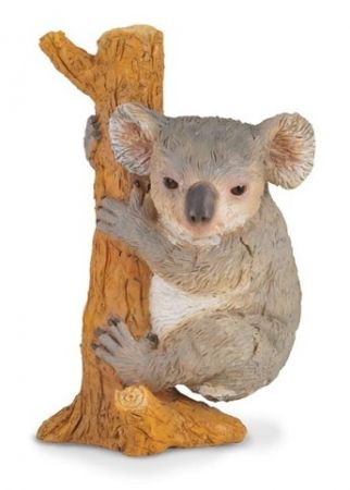 Koala na stromě