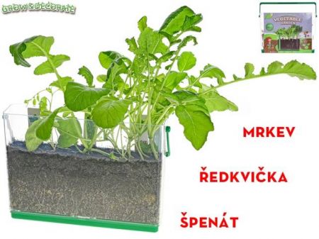 Grow&amp;decorate - 3druhy sazenic s hlínou 6+ v průhledném boxu