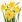 Ubrousky DAISY L (20ks) Bunch of Yellow Daffodils