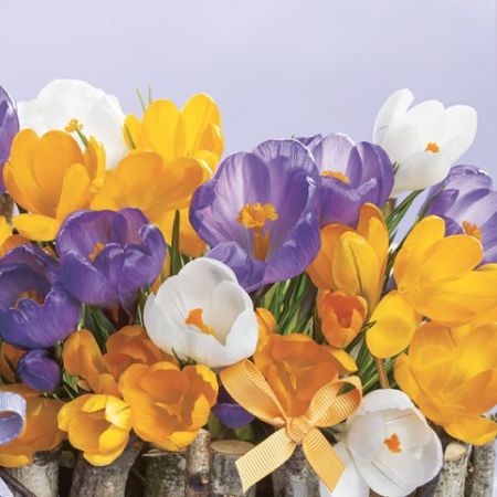 Ubrousky DAISY L (20ks) Collection Crocuses