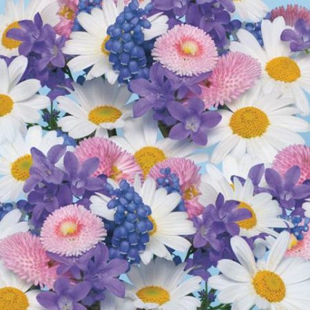 Ubrousky DAISY L (20ks) Fresh Spring Flowers Background