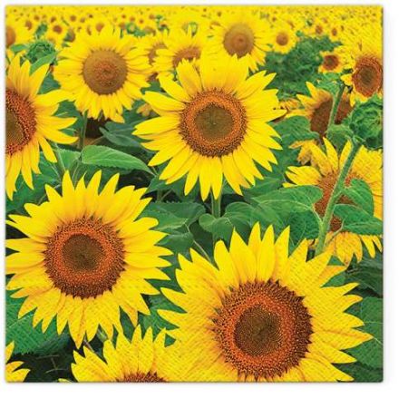 Ubrousky PAW TETE L (20ks) Sunflowers Field