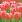 Ubrousky MAKI L (20ks) Red Tulips Power