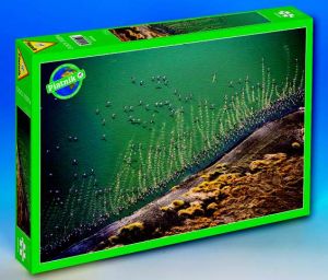 PIATNIK 1000 d. Letíme na jih (plameňáci)