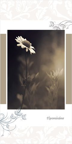 Blahopřání "NP" Celorok 500 kopretina