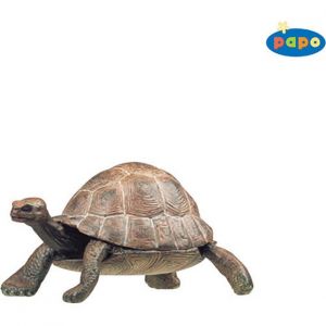 PAPO Želva