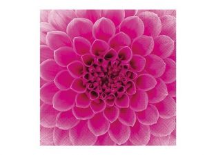 Ubrousek P 33x33 celorok SDL896013